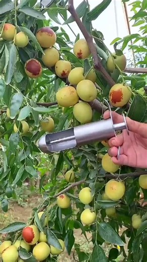 This is the beauty of fruits farming