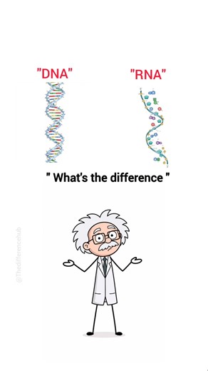 DNA 🧬 Vs RNA 🧬#dna#rna#science#instagram #biology#shorts