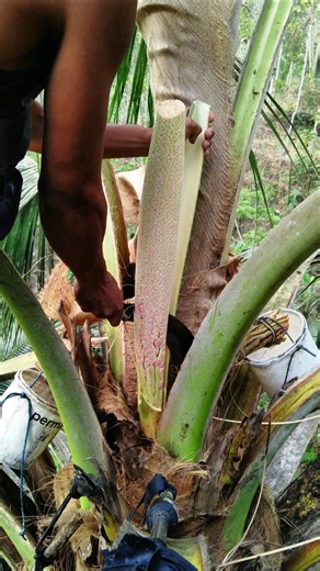 How to Prepare Coconut Flowers for Sap Harvesting 🌴 #satisfying #coconutsap #farmingtraditions