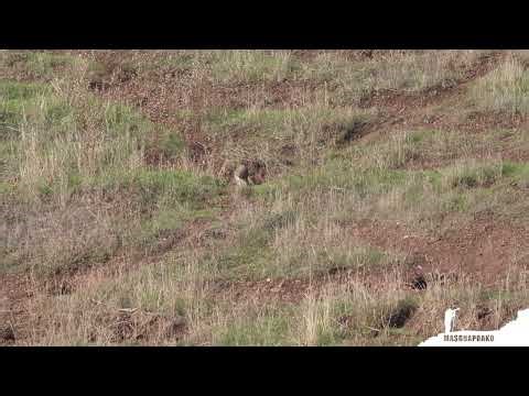 🦉🦉🦉 Burrowing Owl (Athene Cunicularia ) 🦉🦉🦉