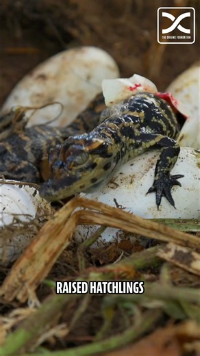 Louisiana Alligator Conservation