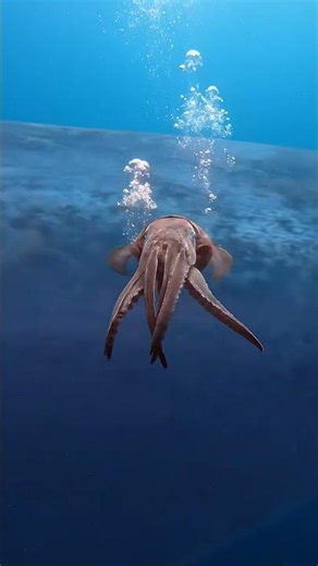 Giant Squid — Architeuthis dux | Real-Life Silent Deep Sea Observation