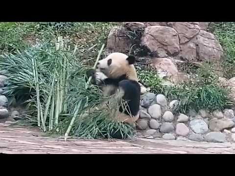 「シャオシャオ」と「レイレイ」が一般公開　今年1月に上野動物園から中国・四川省に返還された双子パンダ