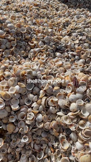 I couldn’t find the bottom 🤯🐚 . . . . . #shelling #seashells #beachfinds #beachcombing #beachcomber