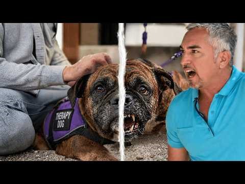 Therapy Dog Attacking Other Dogs! | Cesar 911