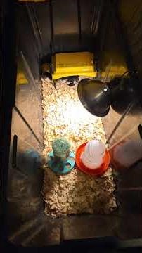 Easy DIY Chick Brooder #quail #chicken #incubator #egg #farming #backyardchickens #diybrooder #diy