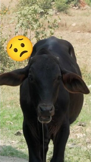 These Cows Were Desperate… 🥺#cowlover #animallover #minivlog