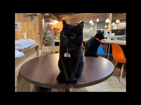 Welcome to Cat Castle! We sincerely thank you for your support!