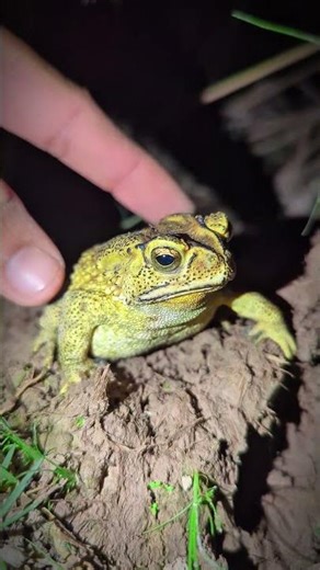 Funny frog hand | Bonk the Frogs Funny | Funny Animals for Laugh