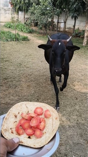 Happiest Moment of My Life: a Cow RUNS For a Roti! 🐄❤️🥖 #shorts #animals #cow