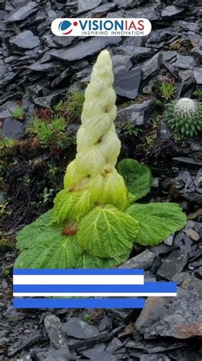 Sikkim Sundari: The rare Himalayan flower that waits decades to bloom #visionias #upsc