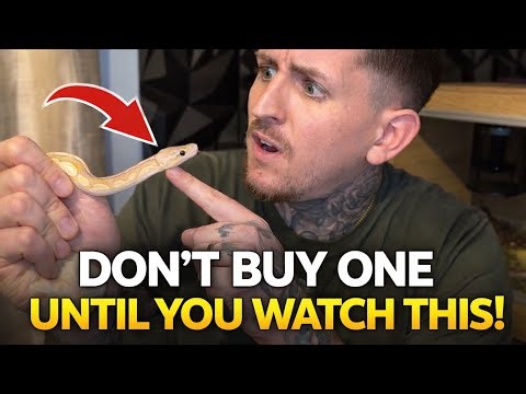 Ball Python Care Guide for Beginners (UK Setup)