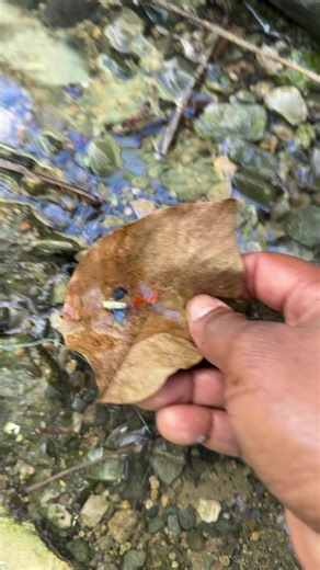 Este pez brinco y lo encontré aquí