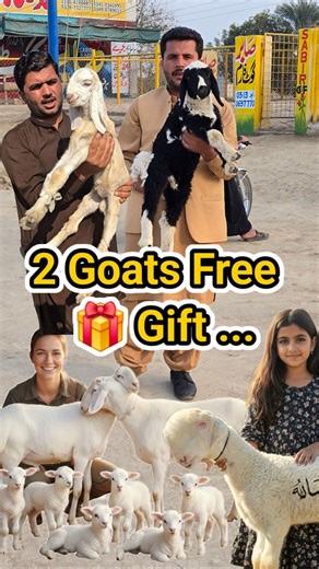 Sabir Goat Farm on Reels