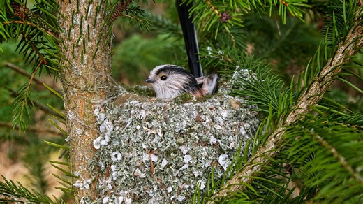 Beautiful forest nest hidden in plain sight caught on camera