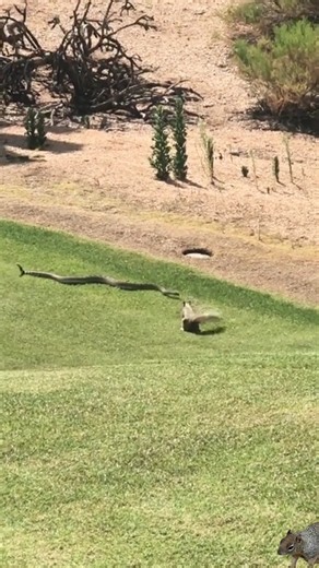 snake vS squirrel