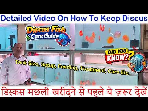 Discus Fish FULL GUIDE🐟|Tank Size, Feeding, Treatment & Common Mistakes!How to Keep Discus Fish🐠