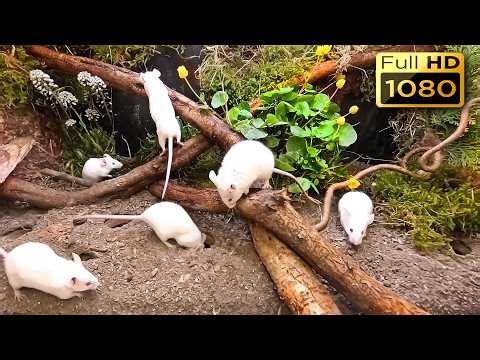 Cat TV - 8 Hours Cat Games on Screen