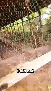 Poultry Farm for Lease in Ogun State | Start Your Layers Business Today #poultryfarming #poultry