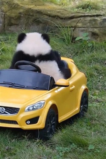 Cute panda playing at the zoo – adorable panda moments