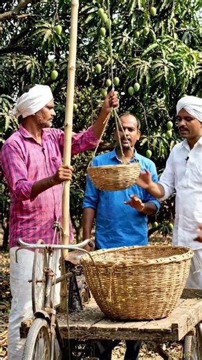 Genius Way to Harvest Mangoes Without Climbing! 🥭😲 #agriculture #mango #harvest #innovation #fruit