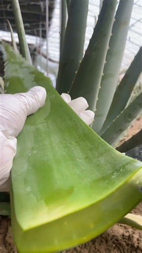 Curacao Aloe Vera | Fresh Aloe Vera Harvest & Natural Farming 🌿