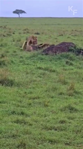 Lost Buffalo Calf Attacked by Young Lions