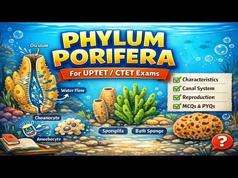 Phylum Porifera in One Shot 🔥 | UPTET/CTET Science | Important Questions + Tricks #biology #youtube