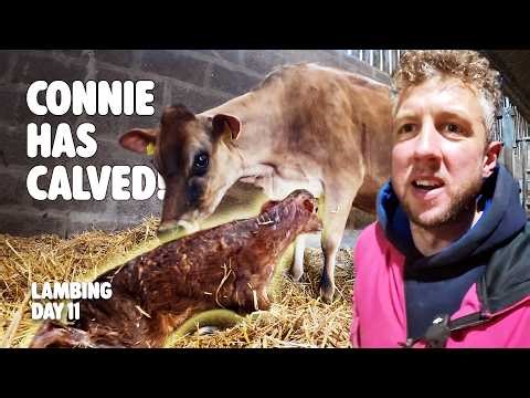 We’re dairy farming again! - Lambing 2026 - Day 11