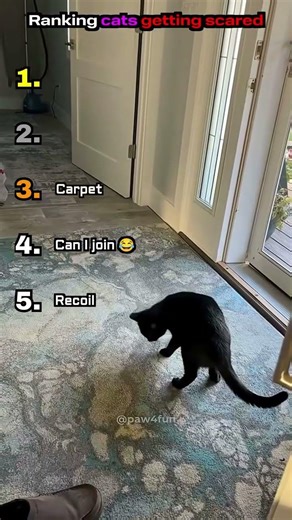 Top 5 Cats Getting Scared Moments 😂 #funny #cats #scaredcats