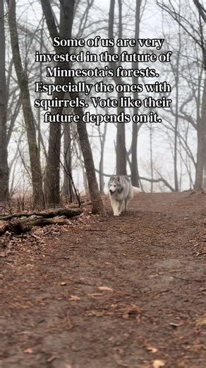 There’s less than two weeks until November 3! Go early! #husky #dog #environment #forest #nature @A Better MN
