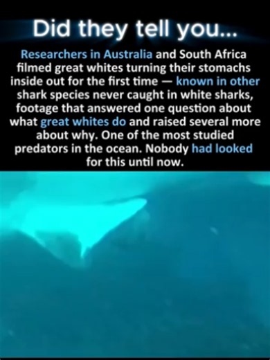 Great white shark off Ocean Reef: encounter footage and facts