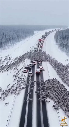 On Christmas Eve, an entire highway froze in silence. Thousands of reindeer emerged from the snow. Cars stopped. Red lights glowed. Nature crossed first — massive, unstoppable, unified. A moment that felt like a Christmas miracle. #ChristmasMiracle #ReindeerMigration #WinterMagic #NaturePower #wildlife | Animal Moments
