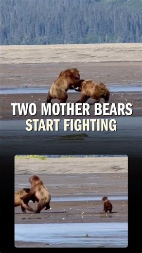 Mother Bears Collide in a Wild Alaska Showdown