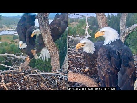 FOBBVCAM Eagles 🦅 After Minor Collision,💥 Shadow & Kaydee Get Comfy Together in Nest🌲2026 Oct 2