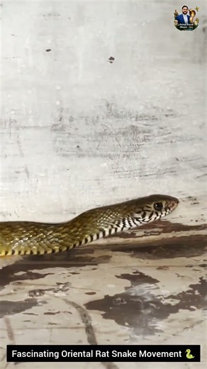 Fascinating Oriental Rat Snake Movement 🐍 #snake #wildliferescue #wildlifeentertainment #animals