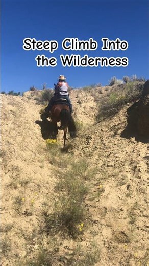 Steep Climb Headed Deep into Wilderness: High Country Horse and Mule Ride #subscribe