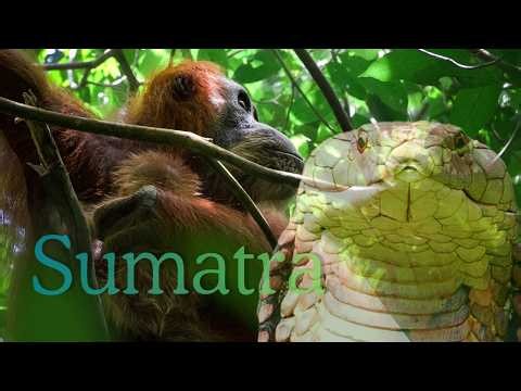 Sumatra is an Incredible Place