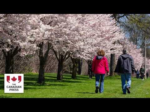 LIVE: Cherry Blossoms at Trinity Bellwoods Park | Toronto Sakura 2026 🌸