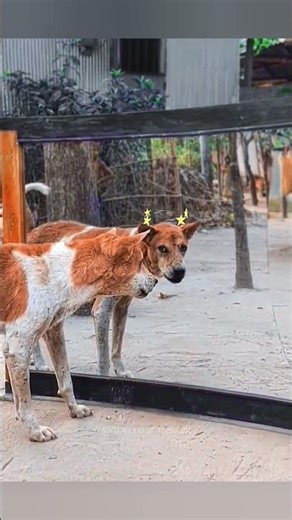Dog Thinks He Found a Friend – Mirror Prank 😂