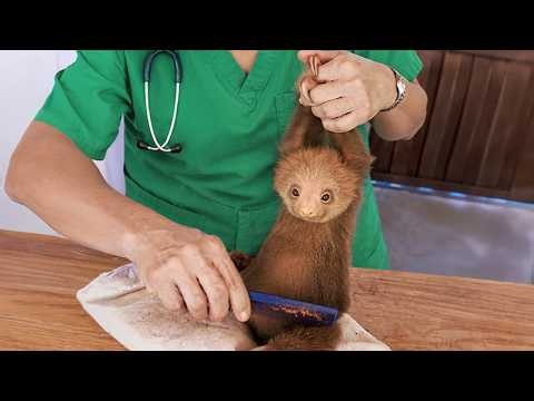 When Overconfident Animals Realize They’re at the Vet 🩺😂