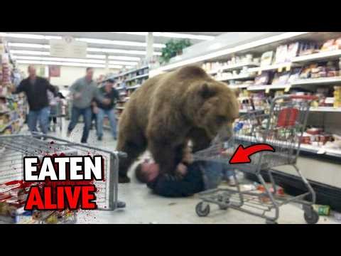 Grizzly Bear Attacks Shoppers in Grocery Store on January 12th, 2026