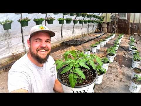 A New Way We're Growing Tomatoes This Year