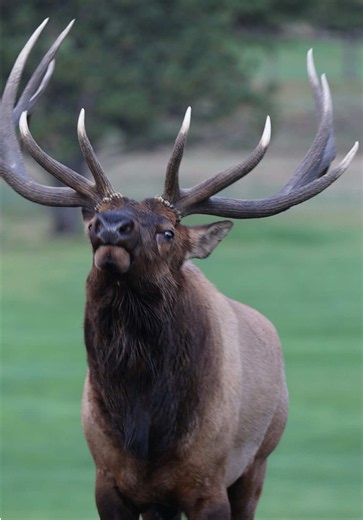Smash herding his cows and gives a chuckle. I’m surprised he didn’t go after that car that went by. #elk #bullelk #wildlife #smash #estespark
