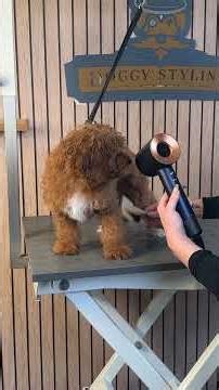 Doggy Daily Episode 608: Murphy the Cavapoo🐾 #cavapoo #cavapoopuppy #puppy #doggrooming #grooming
