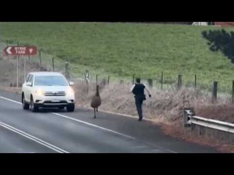 ‘Pretty gnarly’: Brave cop takes on Australia’s most terrifying feathered menace