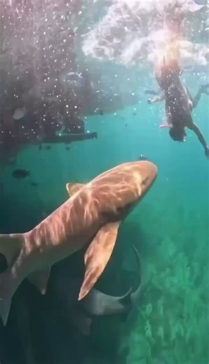 Shark attack horror as US tourist’s leg bitten during diveThe 36-year-old was diving with friends when a nurse shark struck without warning, leaving her hospitalized.