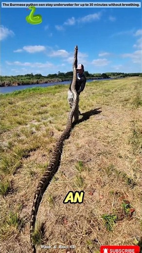 Florida’s Giant Snake Problem Is Out Of Control! 🐍 #natureisamazing #snakesaturday .