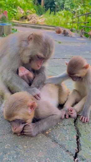 The Cutest Monkey Family Chilling Together Ever! 🥰🐵