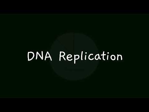 DNA Replication: An Overview